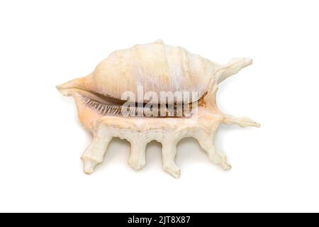 Image of lambis scorpius sea shell, common name the scorpion conch or scorpion spider conch, is a species of large sea snail, a marine gastropod mollu Stock Photo