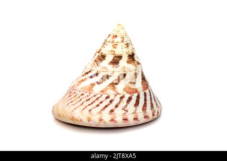 Image of Rochia nilotica, common name the commercial top shell, is a ...