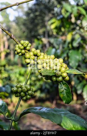 Green coffee beans growing on a bush in a plantation Stock Photo