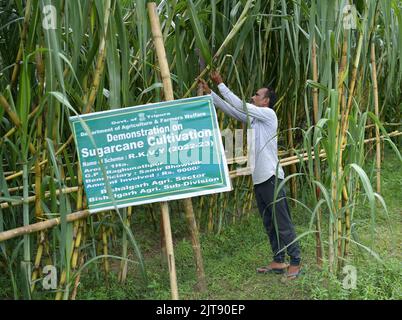 People working at a sugarcane field. Agartala. Tripura, India. Stock Photo