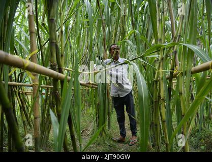 People working at a sugarcane field. Agartala. Tripura, India. Stock Photo