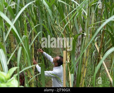 People working at a sugarcane field. Agartala. Tripura, India. Stock Photo