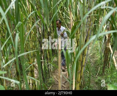 People working at a sugarcane field. Agartala. Tripura, India. Stock Photo