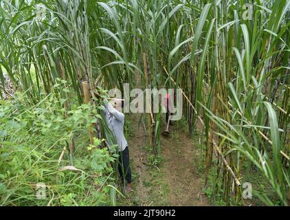 People working at a sugarcane field. Agartala. Tripura, India. Stock Photo