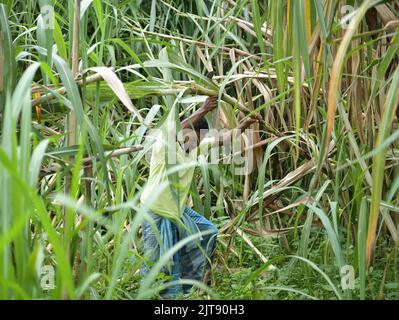 People working at a sugarcane field. Agartala. Tripura, India. Stock Photo