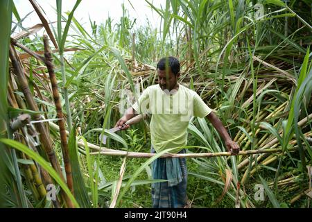 People working at a sugarcane field. Agartala. Tripura, India. Stock Photo