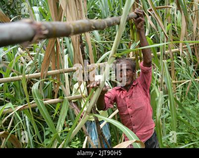 People working at a sugarcane field. Agartala. Tripura, India. Stock Photo