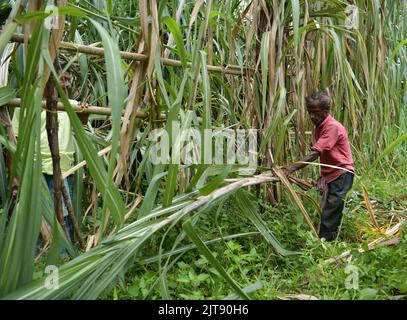 People working at a sugarcane field. Agartala. Tripura, India. Stock Photo