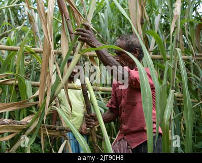 People working at a sugarcane field. Agartala. Tripura, India. Stock Photo