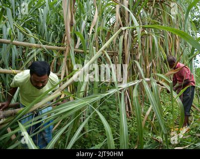 People working at a sugarcane field. Agartala. Tripura, India. Stock Photo