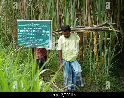 People working at a sugarcane field. Agartala. Tripura, India. Stock Photo