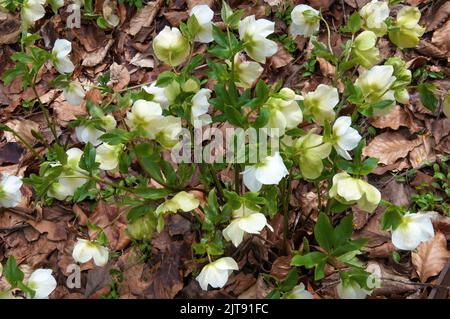 Hellebores flowering at the Garden of St Erth, within the Wombat State Forest outside Blackwood, Victoria, Australia Stock Photo