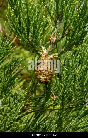 Giant sequoia green leaves and a cone with ladybug. Sequoiadendron giganteum or Sierra redwood needles. Close up. Detail. Stock Photo