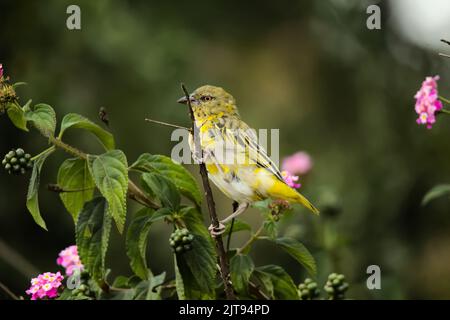 A closeup of European serin perching on branch isolated in green nature background Stock Photo