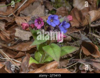 Narrow-leaved Lungwort, Pulmonaria angustifolia in flower in beech woodland, Maritime Alps. Stock Photo