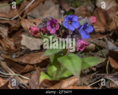 Narrow-leaved Lungwort, Pulmonaria angustifolia in flower in beech woodland, Maritime Alps. Stock Photo