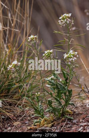 White wallrocket, Diplotaxis erucoides, in flower and fruit, France. Stock Photo