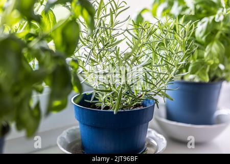 Fresh green herbs, rosemary and basil, in blue pots placed on a window frame. Stock Photo