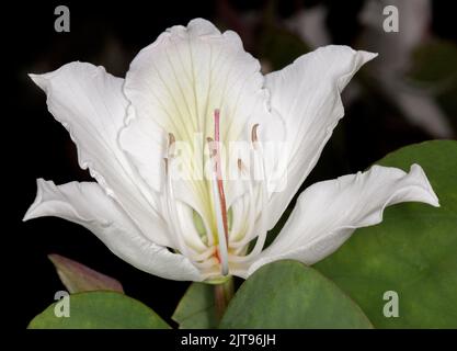 Spectacular large white perfumed flower of Bauhinia variegata alba, deciduous Orchid Tree, on dark background, in Australia Stock Photo