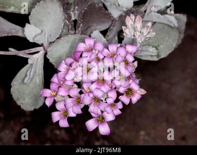 Cluster of pale pink flowers of drought tolerant succulent plant Kalanchoe pumila 'Quick Silver' with silver grey leaves on dark background Stock Photo