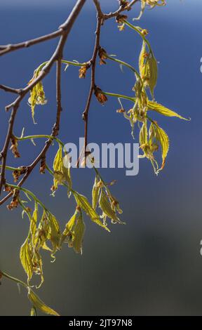 European nettle tree, Celtis australis, in flower with leaves opening. Spain. Stock Photo