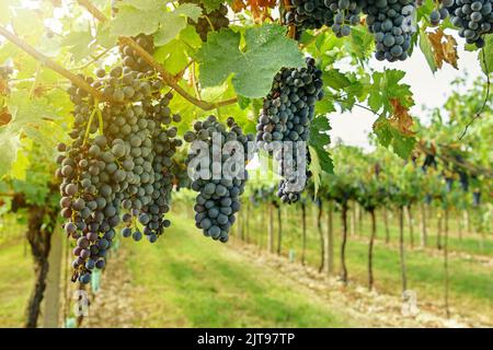 Bunch of fresh ripe grapes growing on vines with green leaves on sunny day on vineyard during harvest season Stock Photo