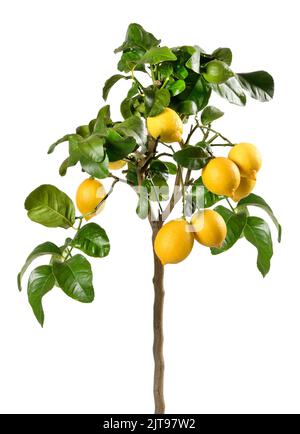 Small tree with green leaves and ripe yellow lemons growing against white background Stock Photo