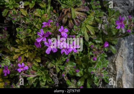Fairy foxglove, Erinus alpinus, in flower on rock-ledge, Pyrenees. Stock Photo