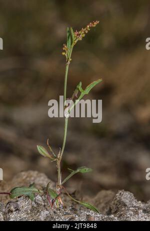 Sheep's sorrel, Rumex acetosella, in flower in dry acidic grassland. Stock Photo