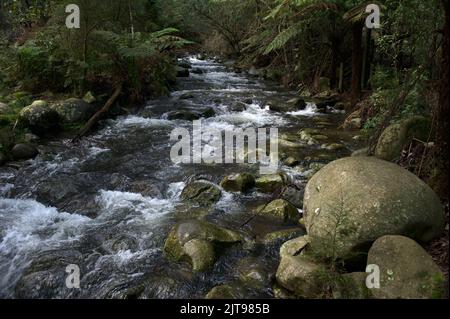 Badger Creek below Badger Weir, near Healesville in Victoria, Australia. This view is from the picnic area in Badger Weir Reserve. Stock Photo