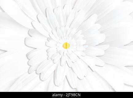 Abstract floral repetitions background made from white blooming chamomile. Stock Photo