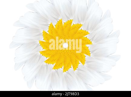 Flower made from repetitive elements of a blooming daisy on white. Stock Photo