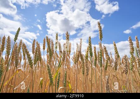 Ripe ears of wheat against a blue sky in Russia Stock Photo