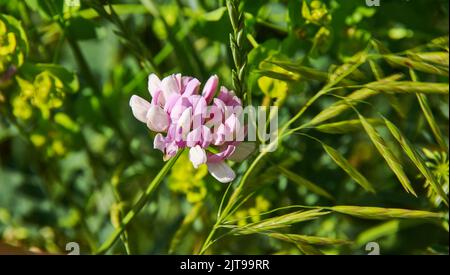 Securigera varia, commonly known as crownvetch or purple crown vetch, is a low-growing legume vine Stock Photo