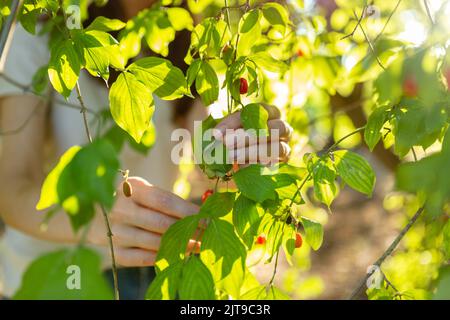 Picking up red dogwood berries from the green bush Stock Photo