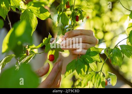 Picking up red dogwood berries from the green bush Stock Photo