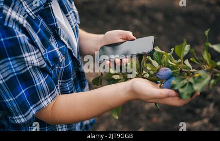 Agronomist inspecting plum orchard, checking cultivation with smartphone with blank screen. Nature farming. Internet technology. Concept using Stock Photo