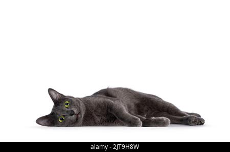 Young adult Korat cat, laying down on side very relaxed. Looking straight to camera with green eyes. Isolated on a white background. Stock Photo
