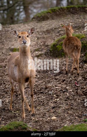 A closeup vertical shot of the Eld's deer standing on the dry grass with another deer in the background Stock Photo