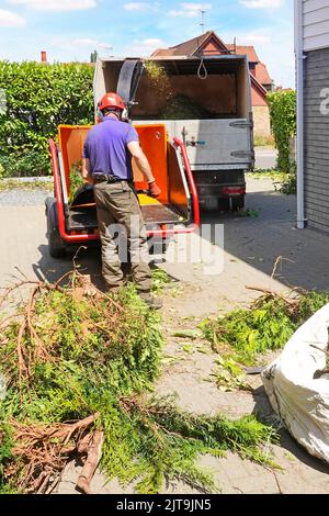 Back view Tree Surgeon Arborist working cut conifer branches into Forst ST6D diesel towable woodchipper machine discharging into open lorry truck UK Stock Photo