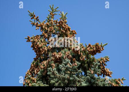 Pine tree with seed cones all over it in summer Stock Photo