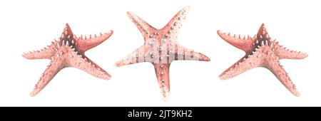Coral-colored starfish in different angles. Watercolor illustration. Isolated objects from a large set of WHALES. For decoration, design and Stock Photo