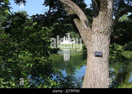 The Amur cork tree in Mount Auburn Cemetery. Cambridge, Massachusetts, USA. Stock Photo