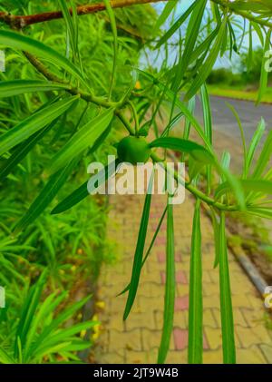 A Beautiful Shot Of Kaner Nerium Oleander Apocynoideae Rose Laurel Garden Plant Leaves And Fruit Stock Photo