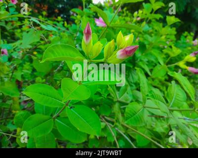 A Harkakra Arasinhu Kolaambi Allenandatheega Pivlee Ghunti Allamanda blanchetii Garden Flower Plant Stock Photo