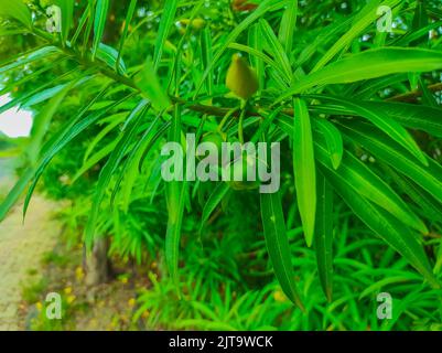 A Beautiful Shot Of Kaner Nerium Oleander Apocynoideae Rose Laurel Garden Plant Leaves And Fruit Stock Photo