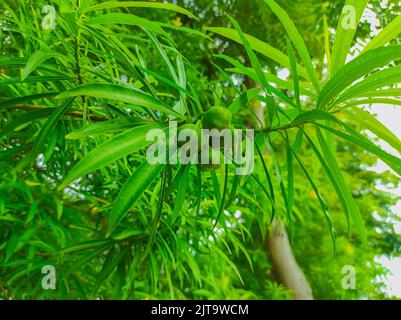 A Beautiful Shot Of Kaner Nerium Oleander Apocynoideae Rose Laurel Garden Plant Leaves And Fruit Stock Photo