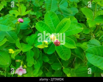 A Harkakra Arasinhu Kolaambi Allenandatheega Pivlee Ghunti Allamanda blanchetii Garden Flower Plant Stock Photo