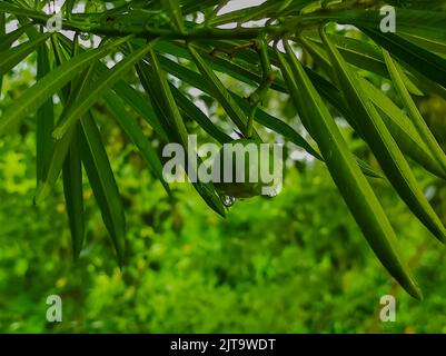 A Beautiful Shot Of Kaner Nerium Oleander Apocynoideae Rose Laurel Garden Plant Leaves And Fruit Stock Photo