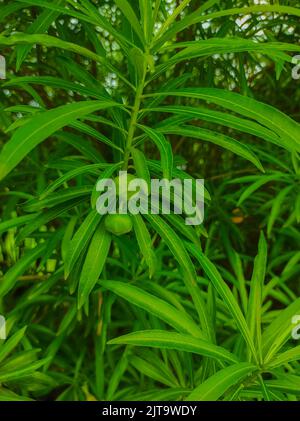 A Beautiful Shot Of Kaner Nerium Oleander Apocynoideae Rose Laurel Garden Plant Leaves And Fruit Stock Photo